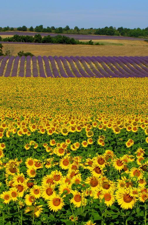 Les Terrasses De Valensole Bed & Breakfast Bagian luar foto