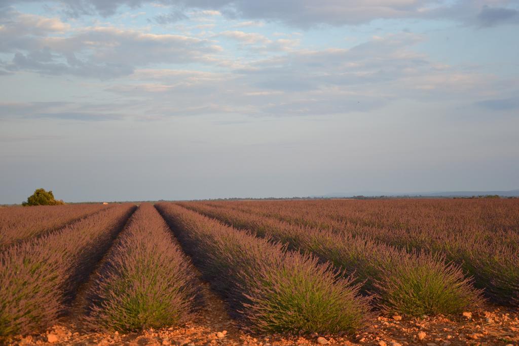 Les Terrasses De Valensole Bed & Breakfast Bagian luar foto