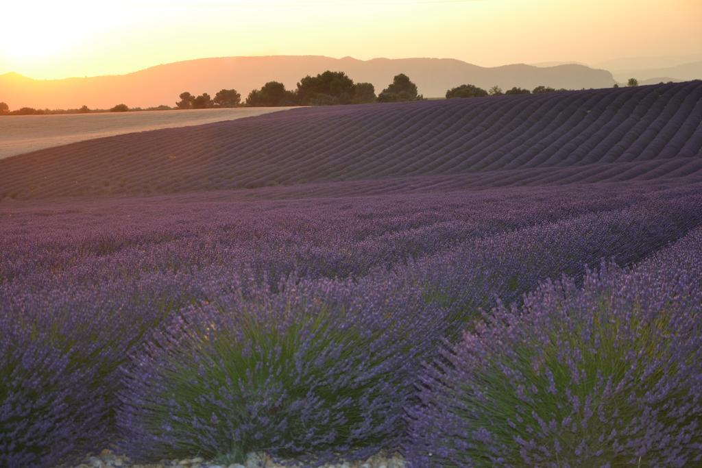 Les Terrasses De Valensole Bed & Breakfast Bagian luar foto