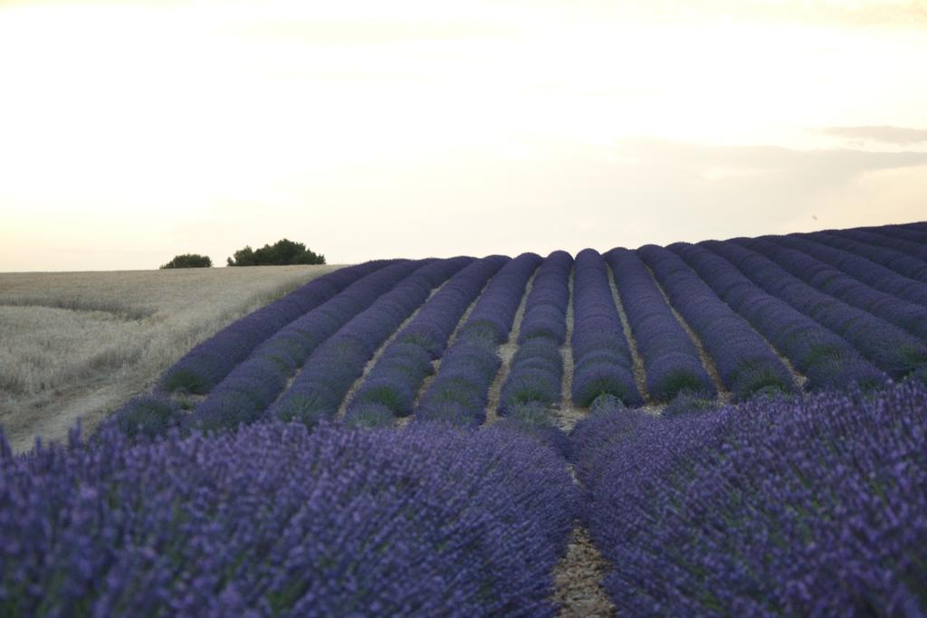 Les Terrasses De Valensole Bed & Breakfast Bagian luar foto